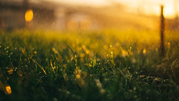 Close-up of rain-drenched grass under a golden sunset, creating a serene atmosphere.