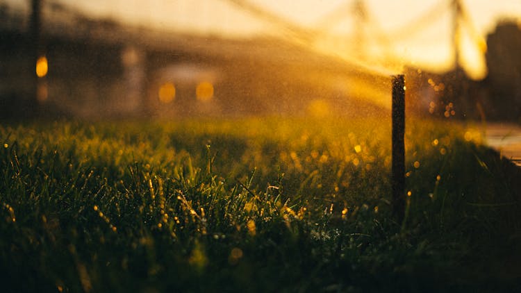 Wet Grass Near A Sprinkler