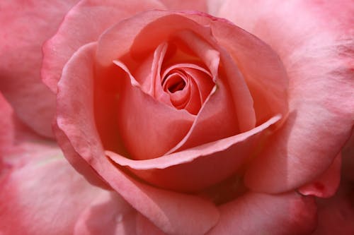 Close-Up Shot of a Blooming Pink Rose