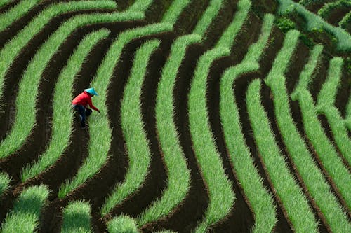 Person in Conical Hat Working on Plantations