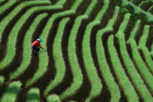 A solitary farmer in vibrant attire tends to lush green rice terraces, showcasing agrarian life.