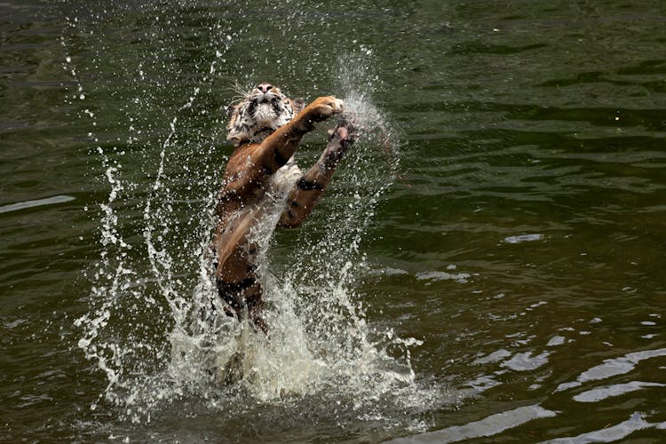 Tiger Playing In The Water 