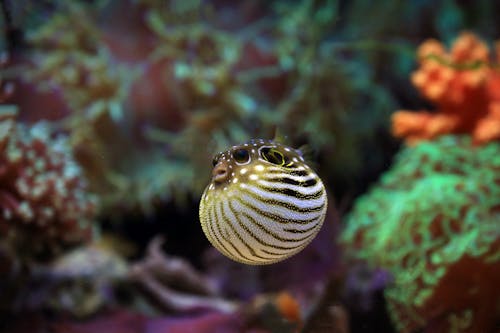Gratis stockfoto met aquarium, depth of field, detailopname