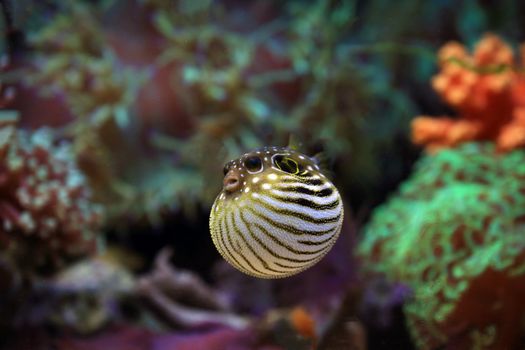 Shallow Focus of Fugu Underwater