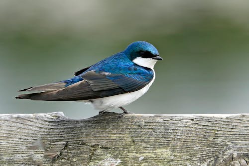 Gratis stockfoto met aviaire, blauw, blauwe zwaluw