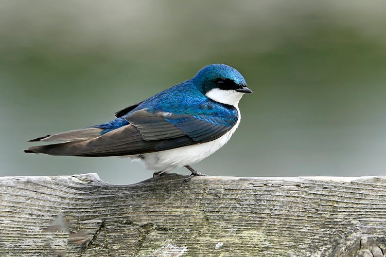 Blue Bird On A Wooden Slab