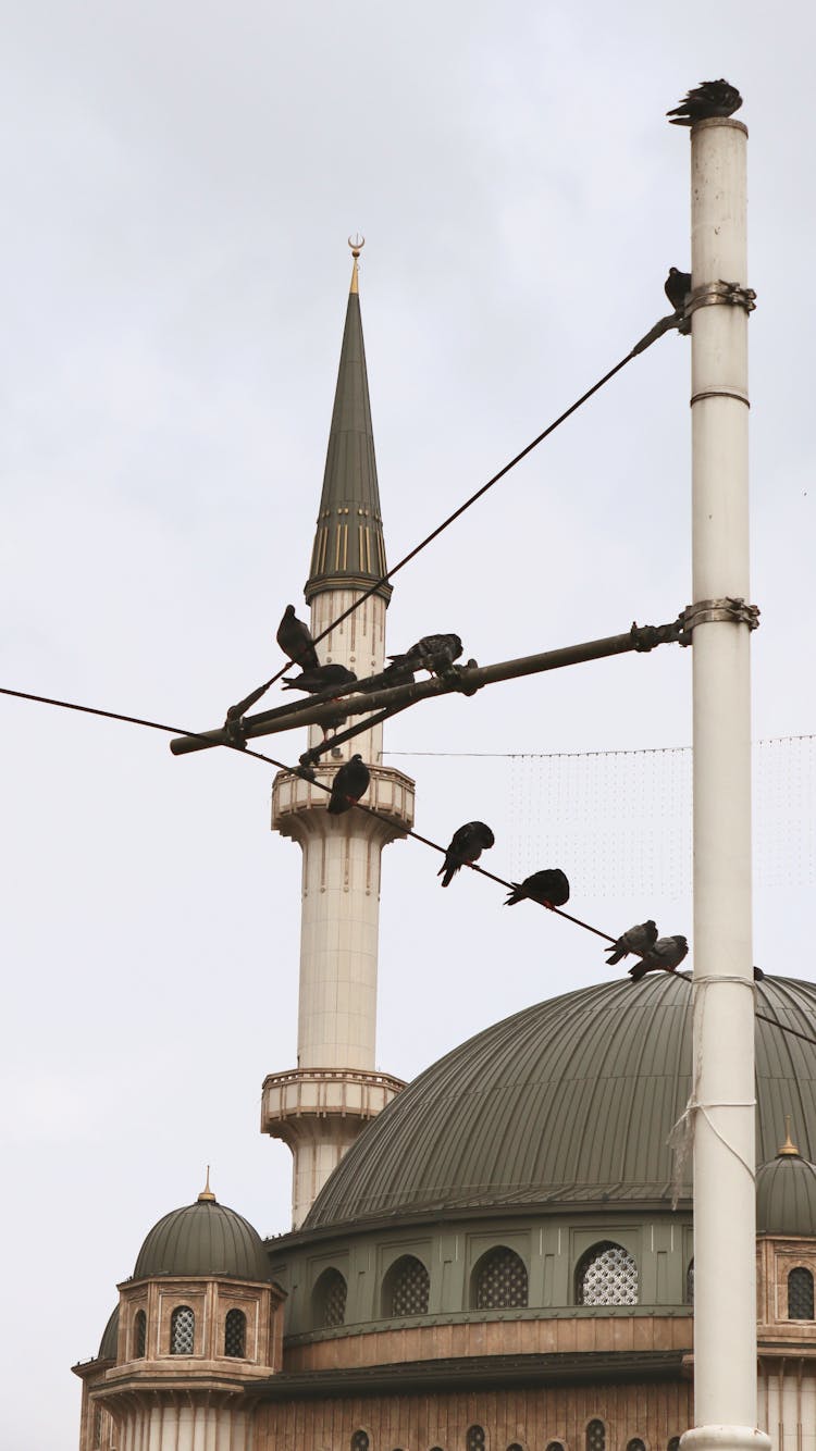 Birds On Street Pole