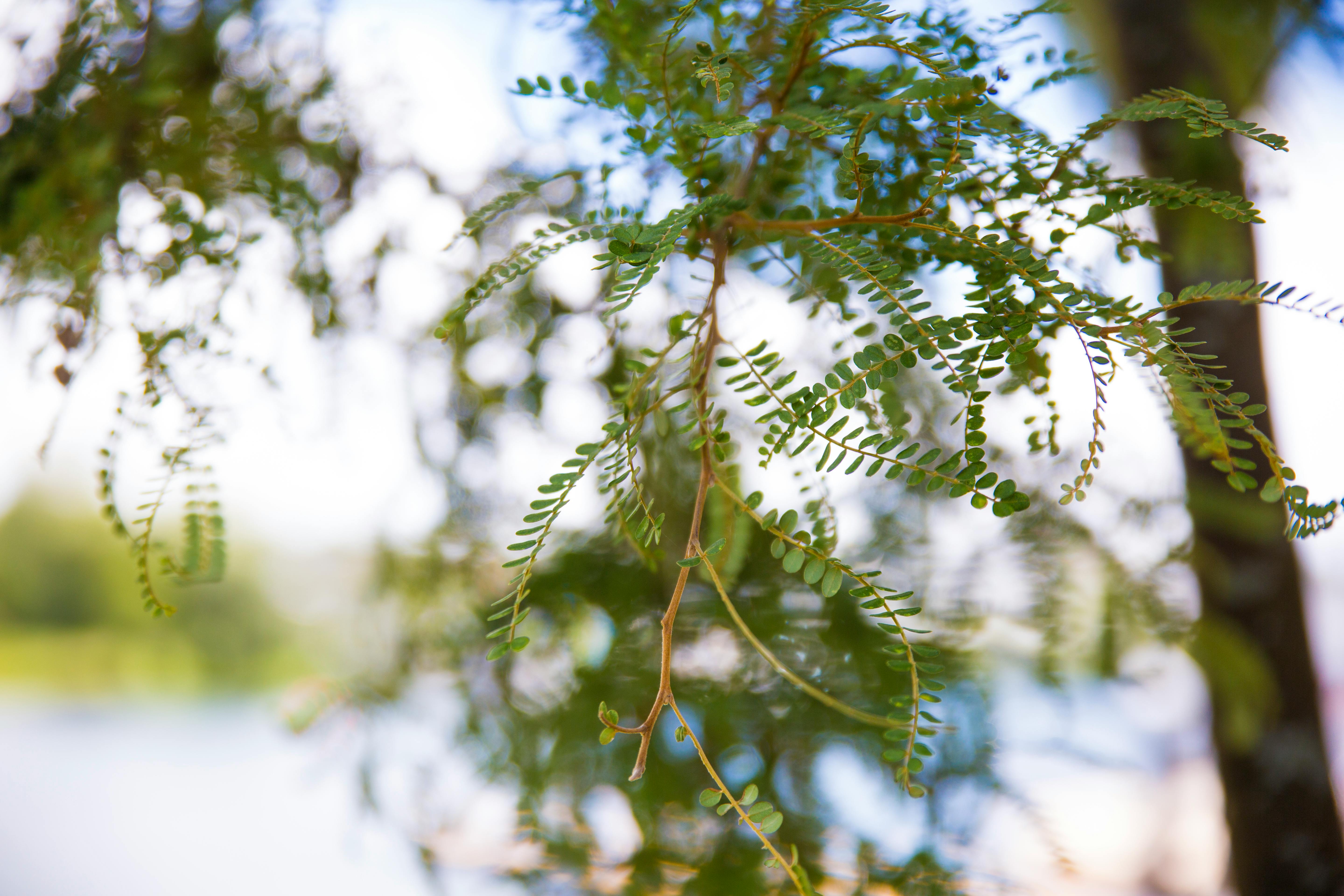 Free stock photo of green, greenery, nature