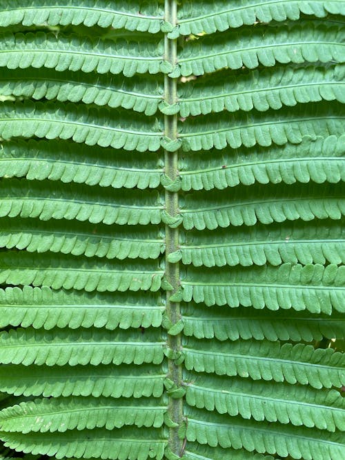 Close-up of a Green Plant Full of Leaves