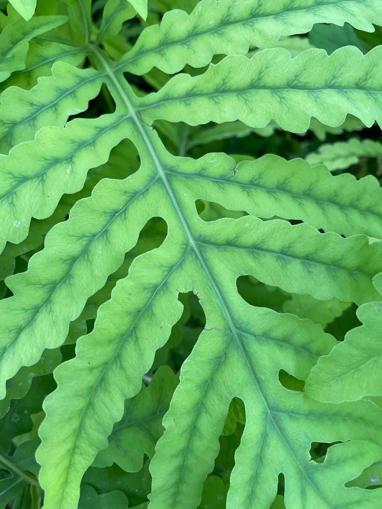 Close-Up Shot Of Sensitive Fern