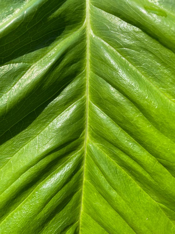 Macro Shot of a Green Leaf