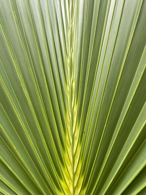 Close-Up Shot of a Green Leaf