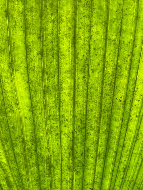 Foto profissional grátis de ecológico, fechar-se, flora