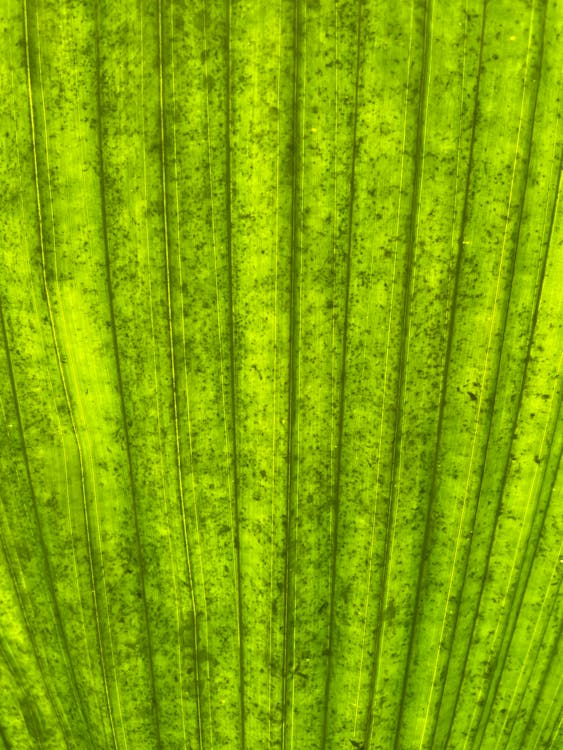 A Green Leaf in Close-Up Photography