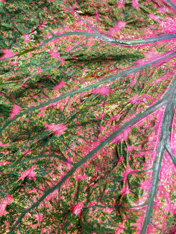 Macro Shot of a Green and Pink Leaf