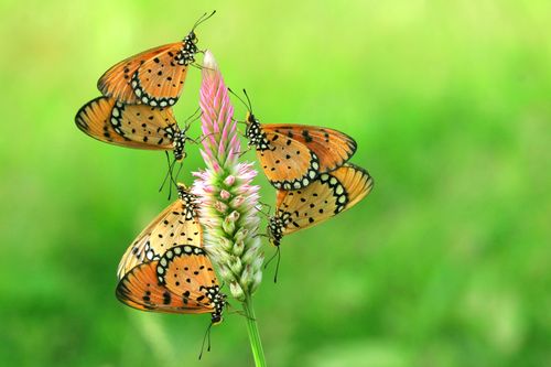 Free Macro shot of multiple Tawny Coster butterflies perched on a flower with a blurred green background. Stock Photo
