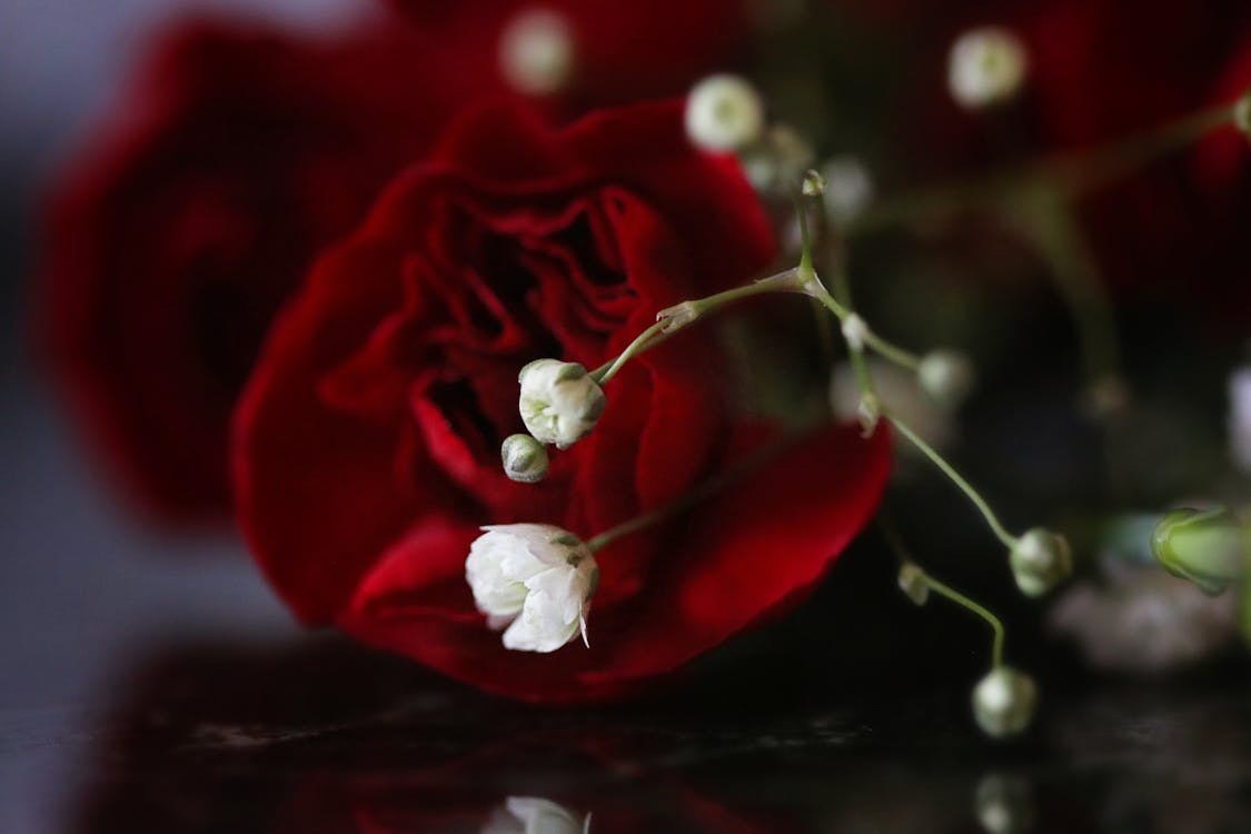 Fleur Rose Rouge Et Fleur Blanche Du Souffle Du Bébé · Photo gratuite