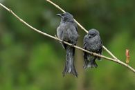 Black and Gray Bird on Brown Tree Branch