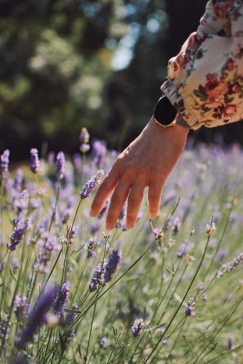 A Person's Hand Touching Lavender Flowers