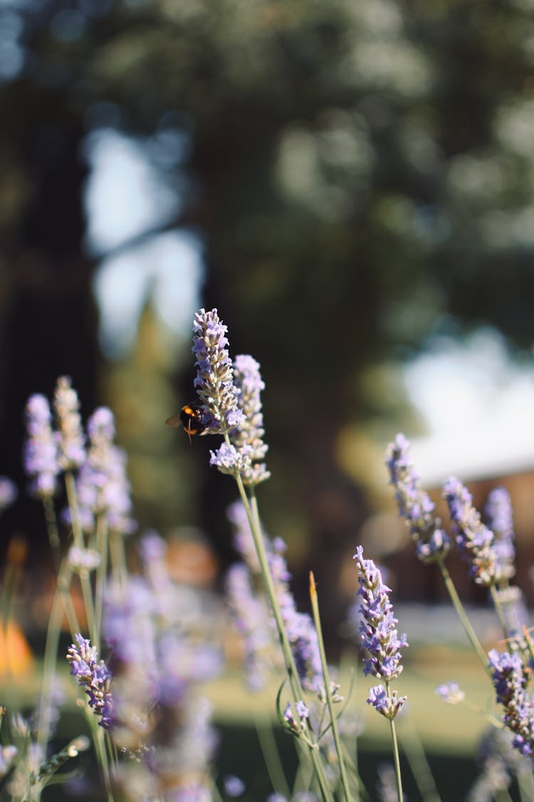 Small Purple Flowers In Blurred Background