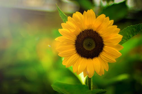 Beautiful Yellow Sunflower