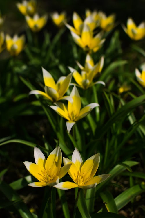Free Close-Up Shot of Yellow Late Tulips Stock Photo
