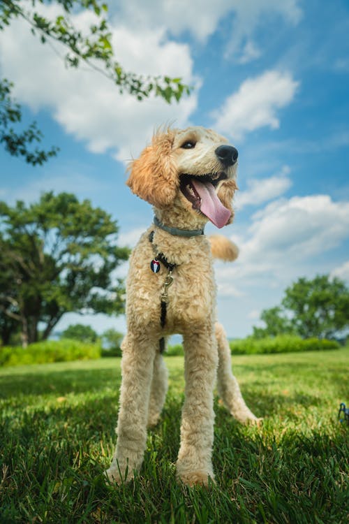A Poodle on Green Grass