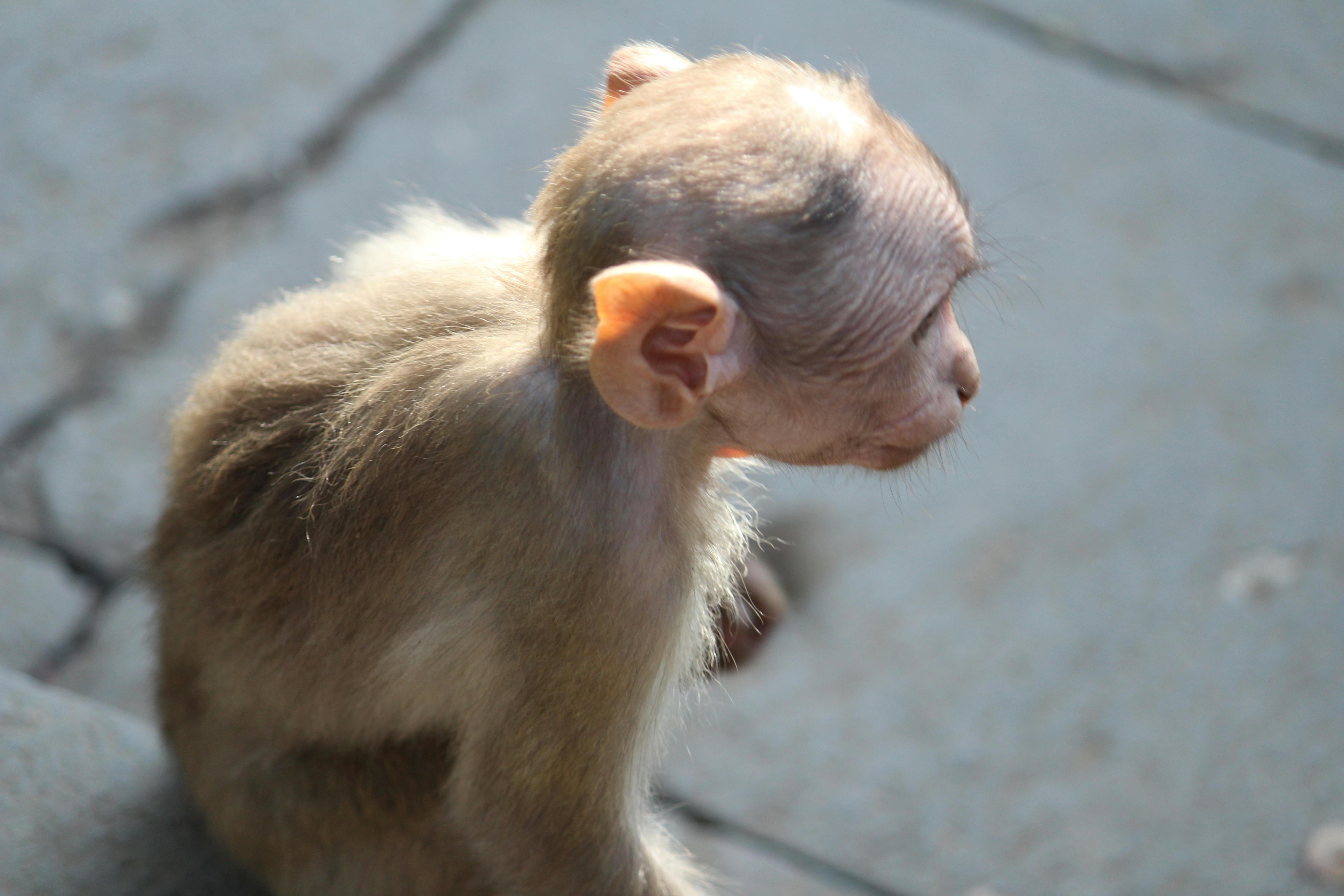 Free stock photo of animal portrait, baby monkey, cute animals