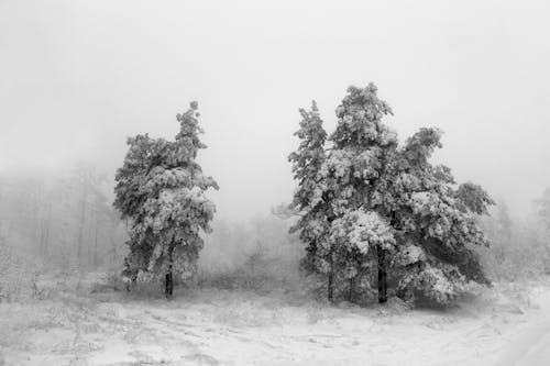 Free Grayscale Photo of Snow Covered Trees Stock Photo