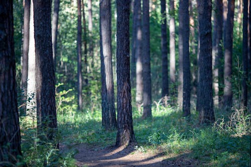 무료 나무, 나무 줄기, 숲의 무료 스톡 사진