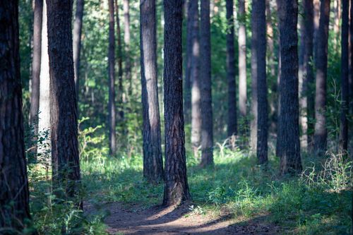 Free Beautiful sunlit forest in Ishimsky District, Russia with tall trees and lush greenery. Stock Photo