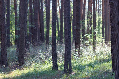 무료 나무 줄기, 숲, 야생의 무료 스톡 사진