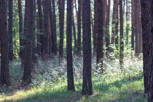 Free A serene forest scene with sun filtering through tall trees in Ishimsky District, Russia. Stock Photo