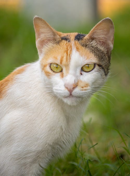 Close-up Photo of a Cat