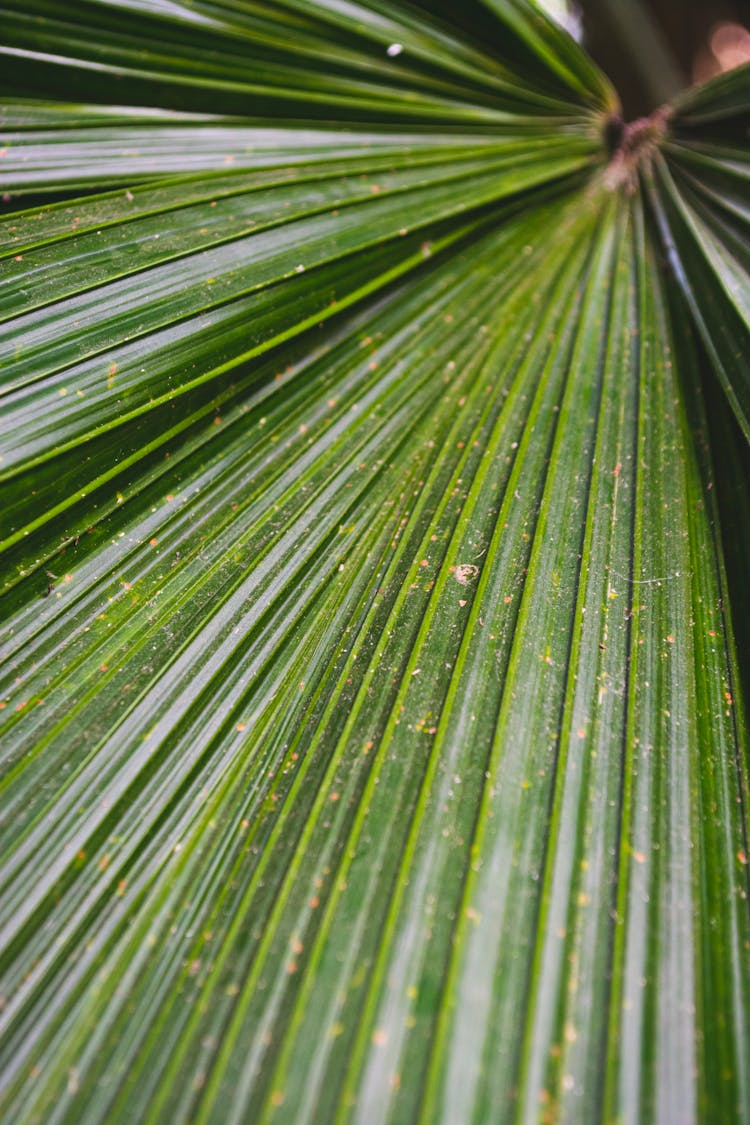 Close-up Photo Of A Fan Palm Leaf