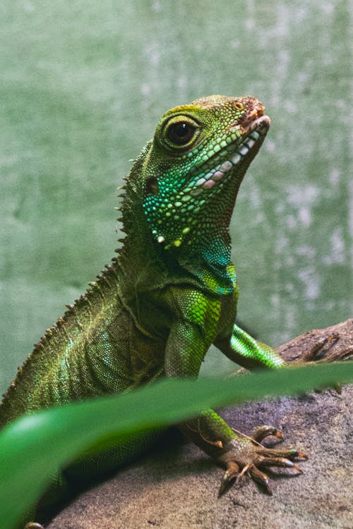 Δωρεάν στοκ φωτογραφιών με iguana, γκρο πλαν, εξωτικός