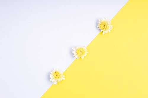 Flowers on a Yellow and White Surface  