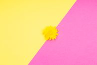 Yellow Dandelion Flower on a Yellow and Pink Surface