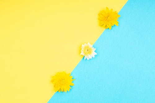 A Yellow and Blue Surface with Yellow and White Flowers