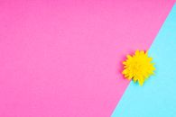 Yellow Dandelion Flower on a Pink and Blue Surface