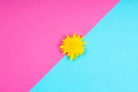 Yellow Flower on Pink Surface