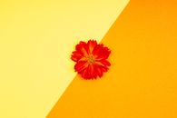 Orange Flower on Orange Paper