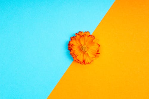Yellow and Orange Flower on a Blue and Yellow Background