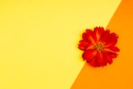 Free stock photo of abstract, art, artistic