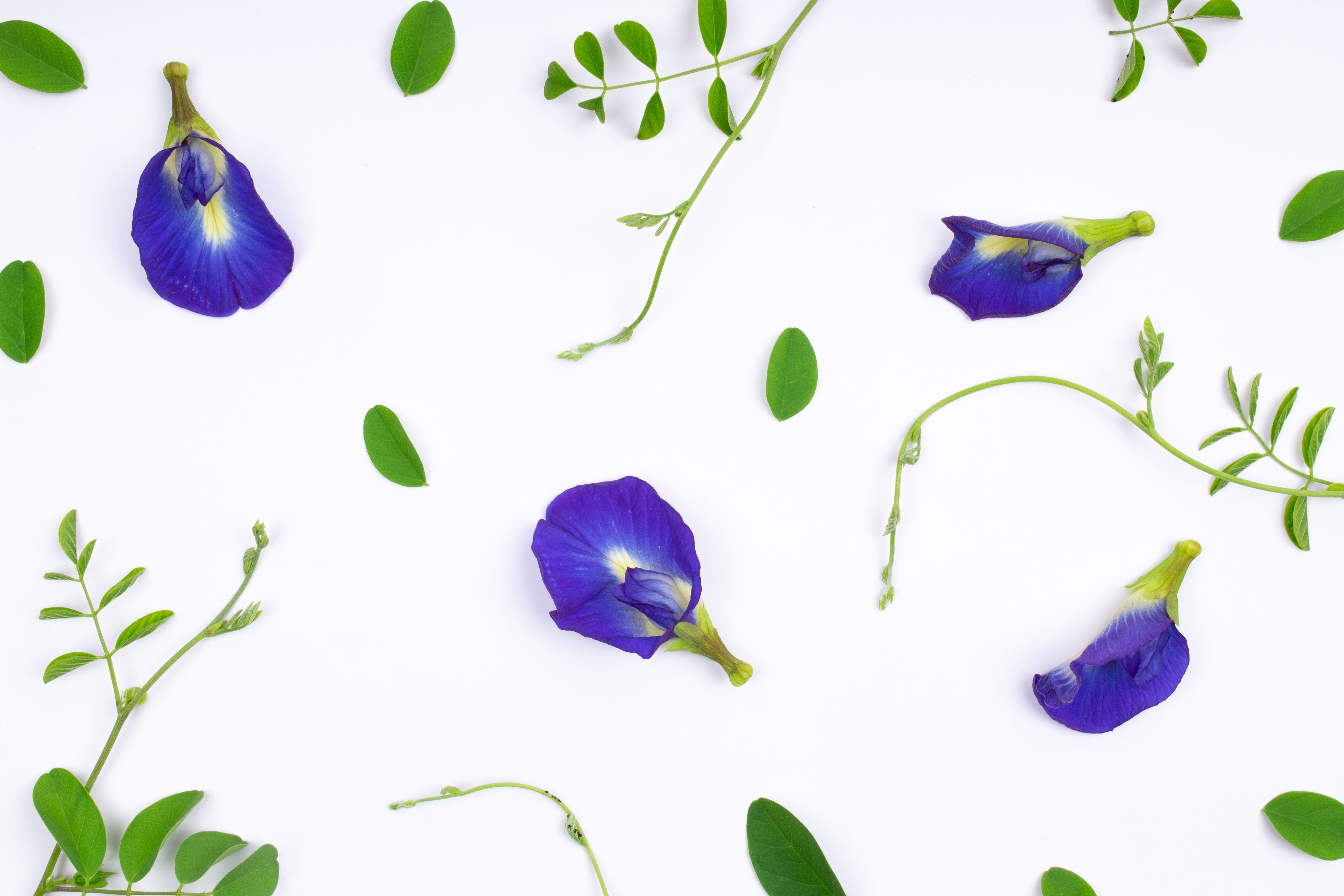 Butterfly Pea Gin & Tonic