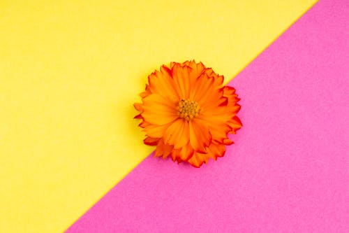 Orange Flower on Yellow and Pink Surface