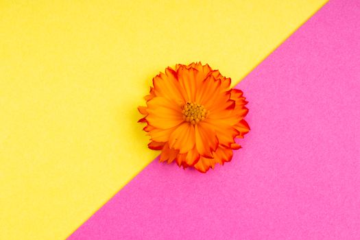 Close-up of an orange flower on yellow and pink background, highlighting contrasting colors.