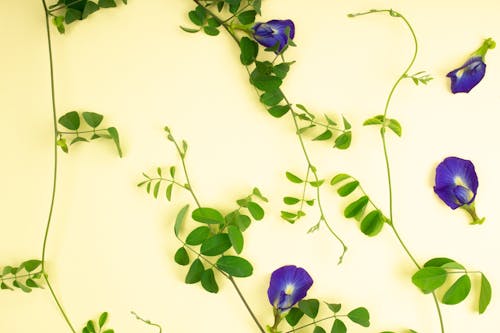 Fotos de stock gratuitas de de cerca, Flores moradas, hojas