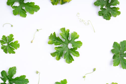 Free Green Leaves on White Surface Stock Photo