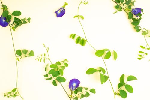 Foto profissional grátis de bluebellvine, clitoria ternatea, ervilha azul